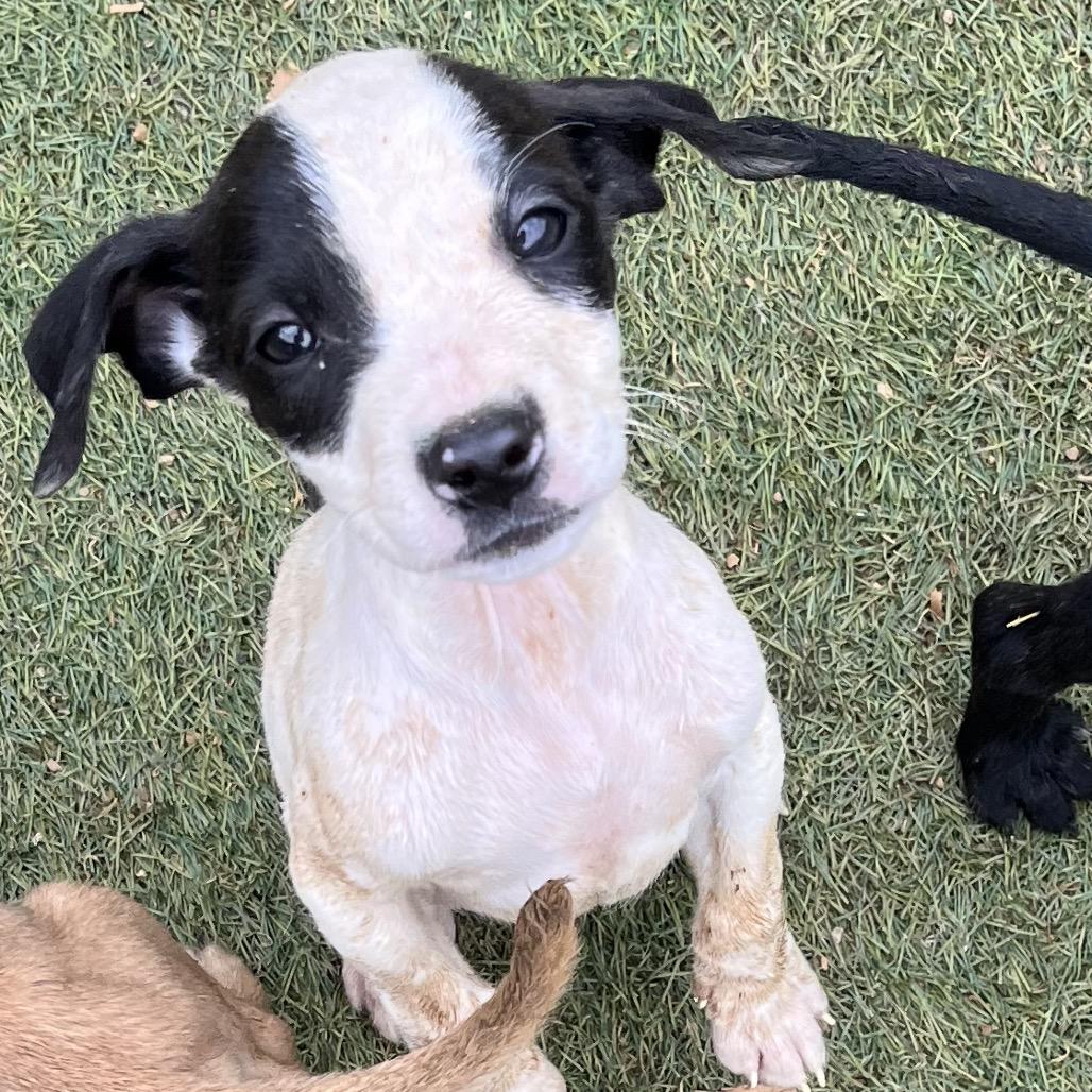 Enlarge Lady, a Adoptable mixed breed in Duck River, TN image 2/5