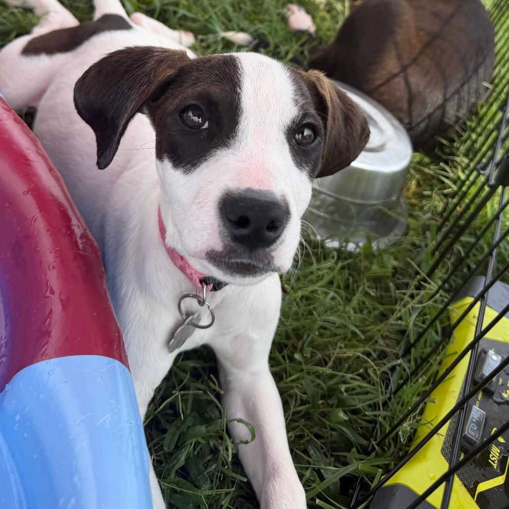 Enlarge Lady, a Adoptable mixed breed in Duck River, TN image 3/5