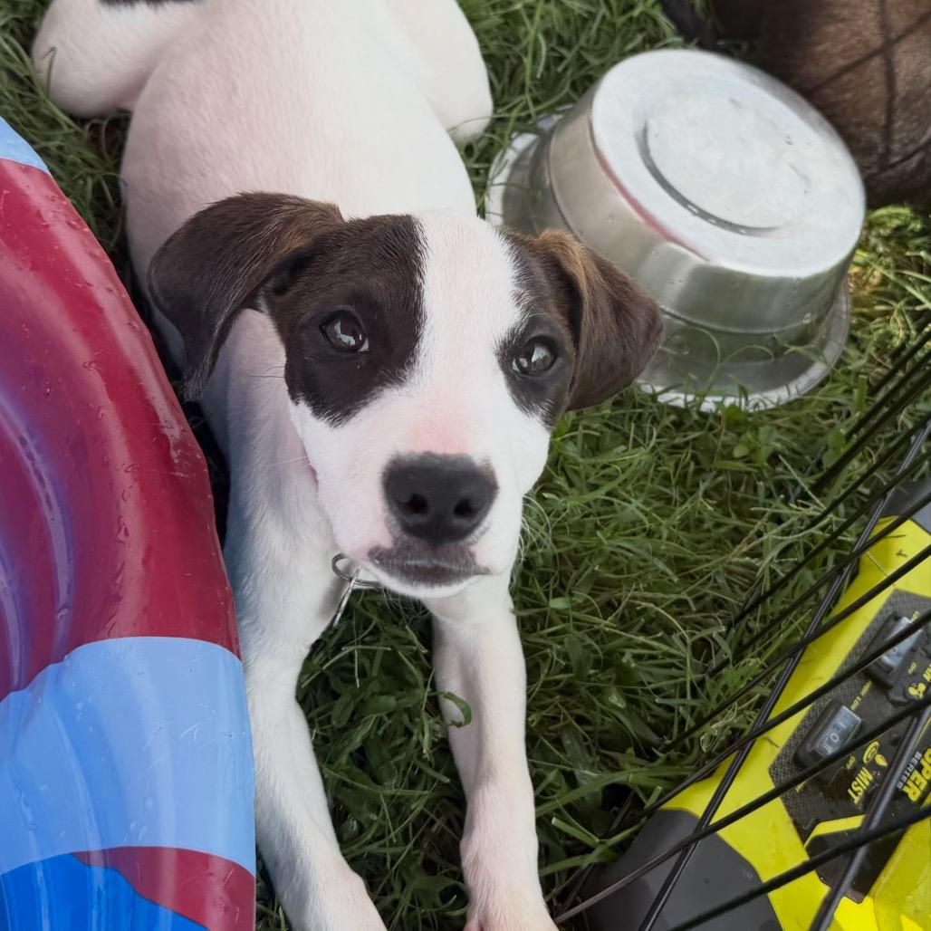 Enlarge Lady, a Adoptable mixed breed in Duck River, TN image 4/5