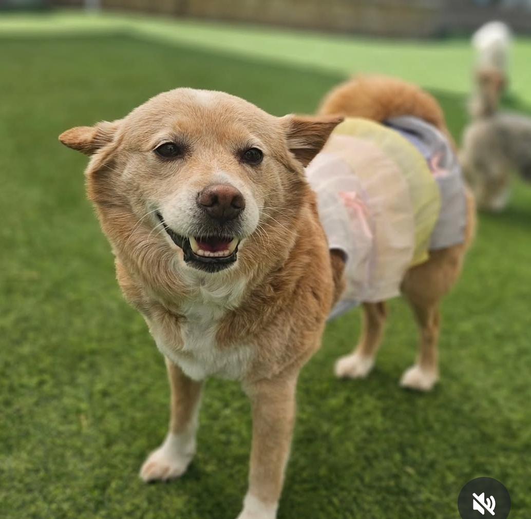 EUNBYEL, a Adoptable mixed breed in Centreville, VA image 3/6