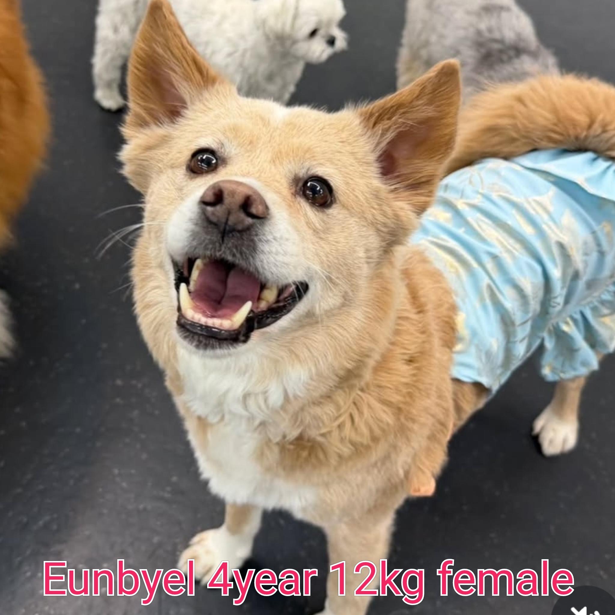 EUNBYEL, Adoptable, Adult Female Terrier.