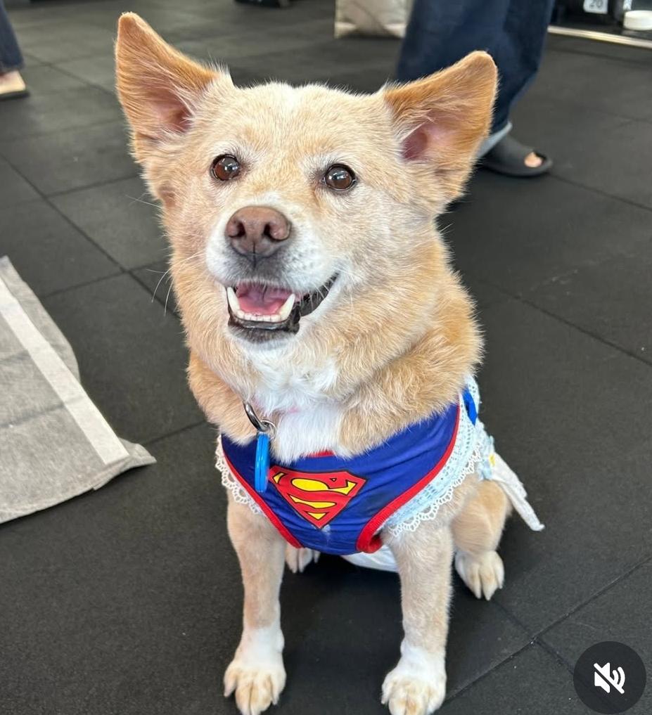 EUNBYEL, a Adoptable mixed breed in Centreville, VA image 2/6