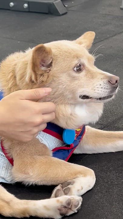 Enlarge EUNBYEL, a Adoptable mixed breed in Centreville, VA video 5/6