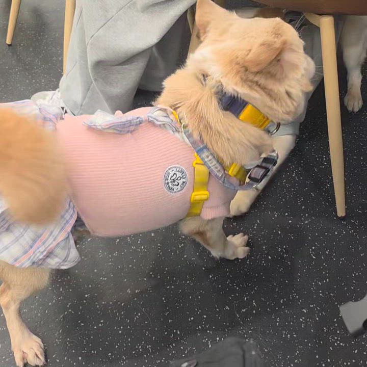 Enlarge EUNBYEL, a Adoptable mixed breed in Centreville, VA video 6/6