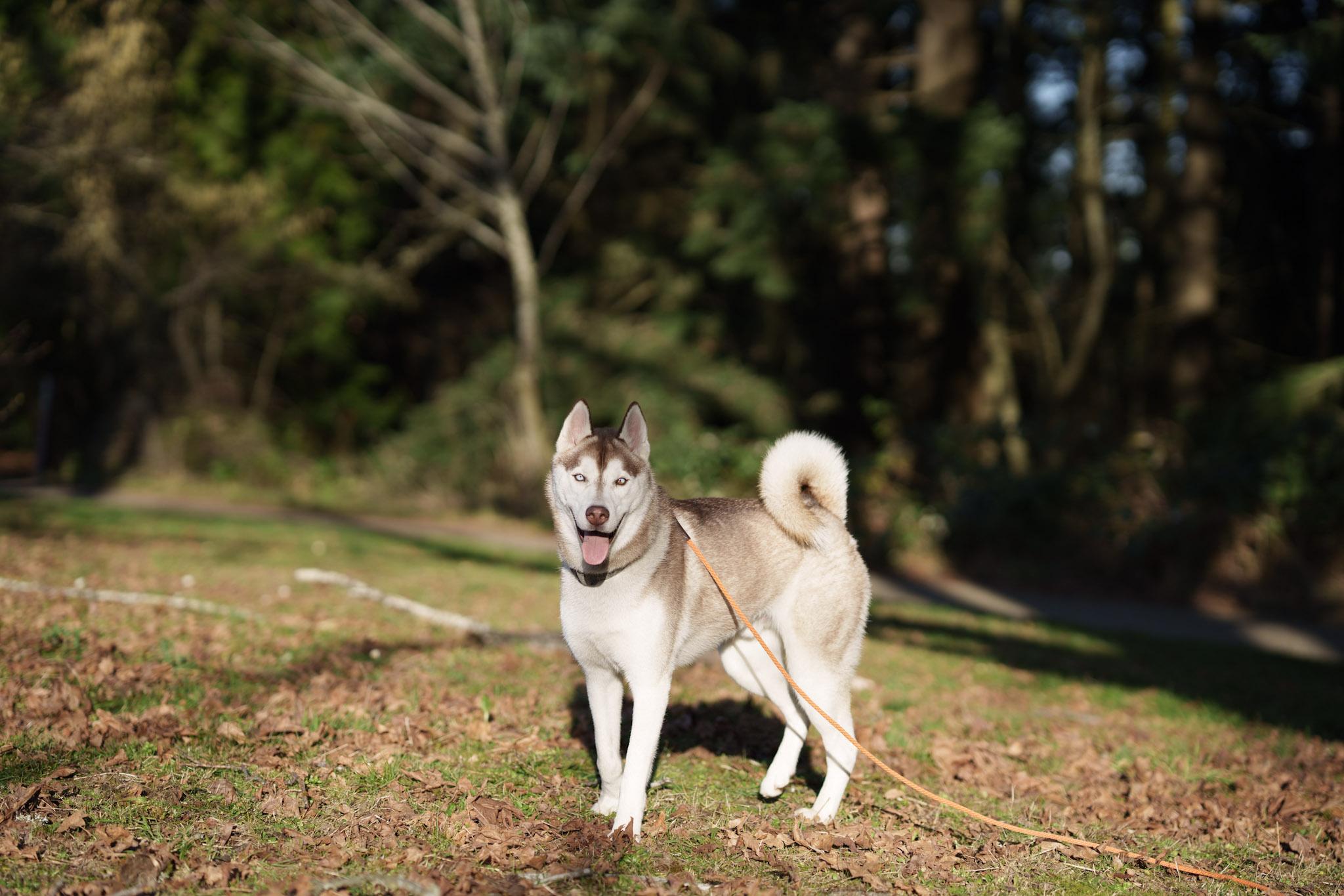 Enlarge Alfie, an adopted Pug in San Rafael, CA image 1/6