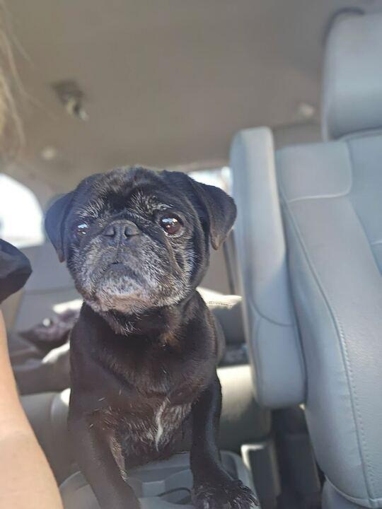 Enlarge Alfie, an adopted Pug in San Rafael, CA image 4/6