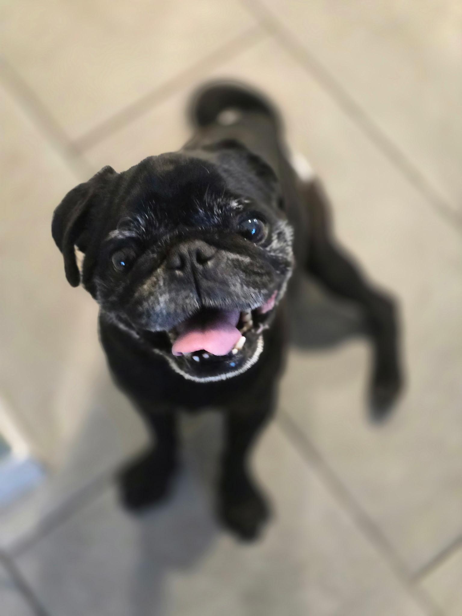 Enlarge Alfie, an adopted Pug in San Rafael, CA image 2/6