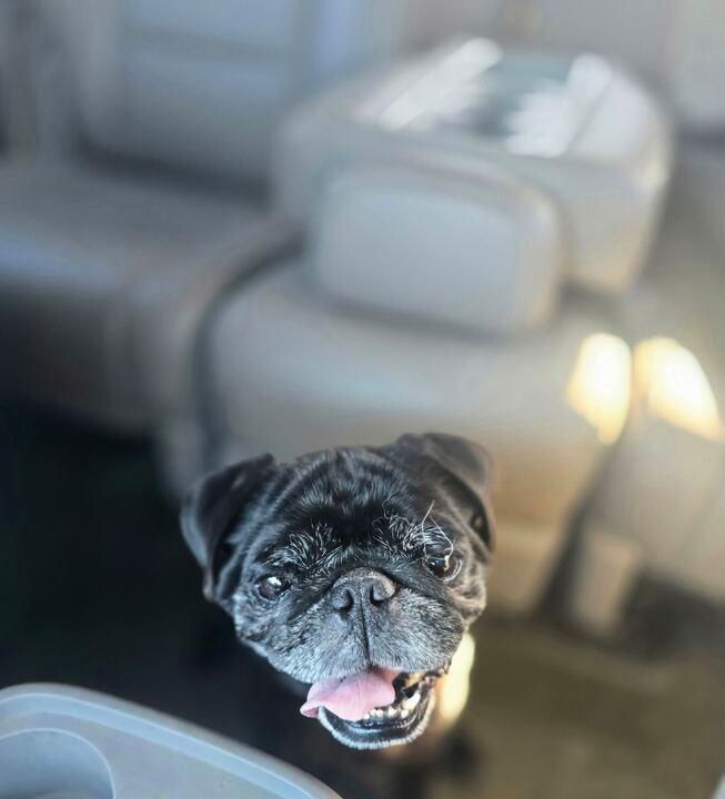 Enlarge Alfie, an adopted Pug in San Rafael, CA image 5/6