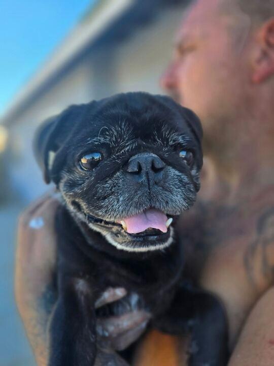 Enlarge Alfie, an adopted Pug in San Rafael, CA image 6/6