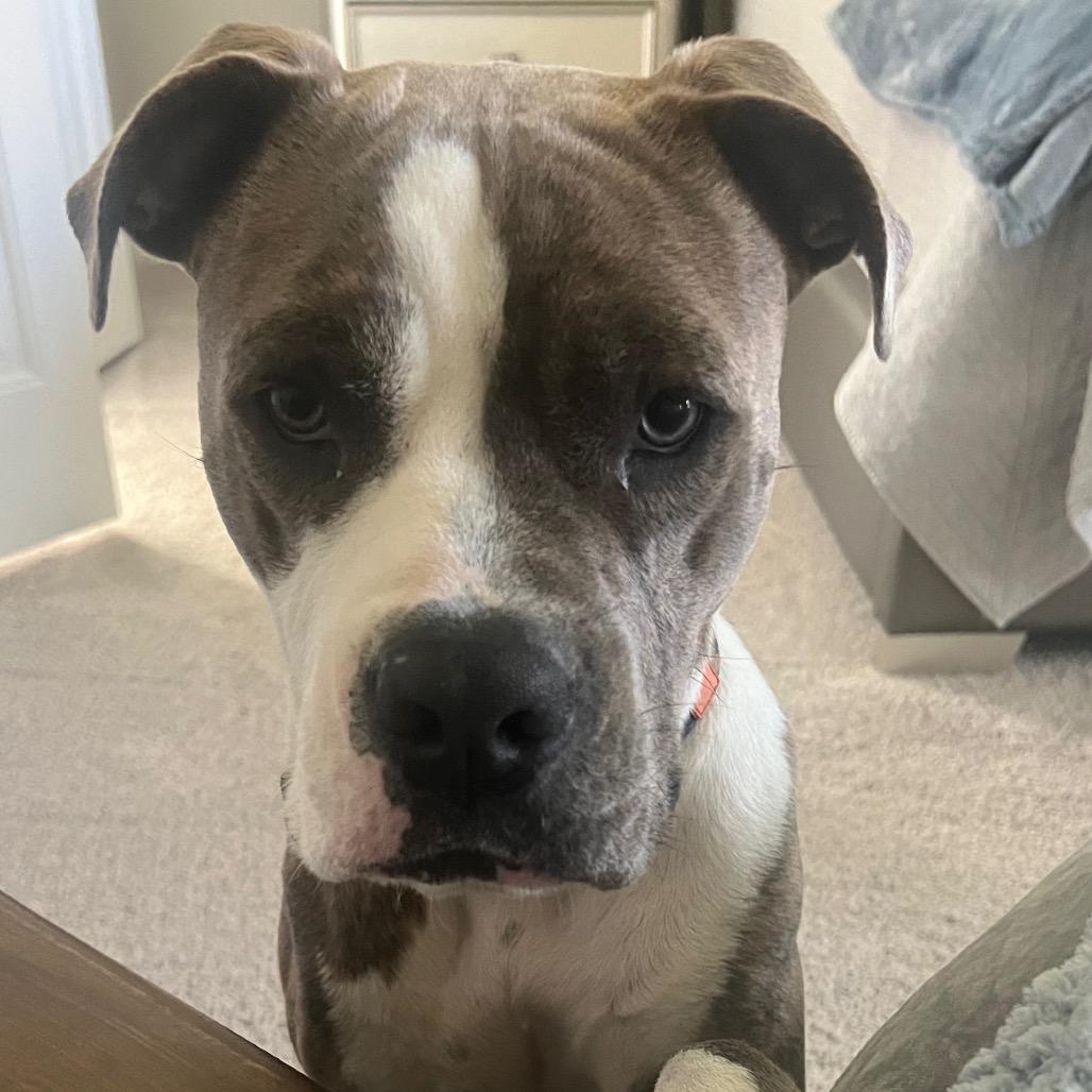 Enlarge Rocky, a Adoptable mixed breed in Dallas, TX image 1/4