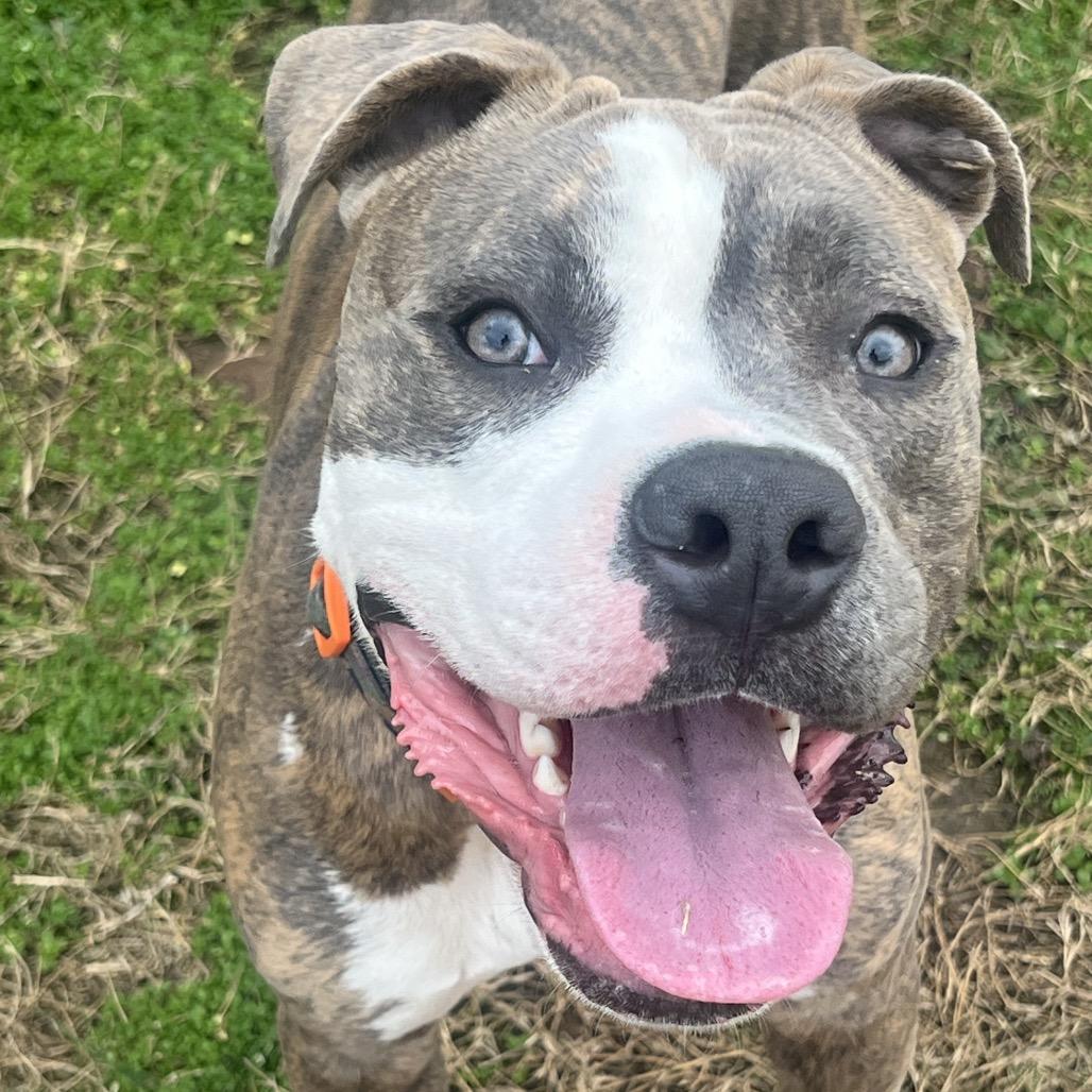 Enlarge Rocky, a Adoptable mixed breed in Dallas, TX image 2/4