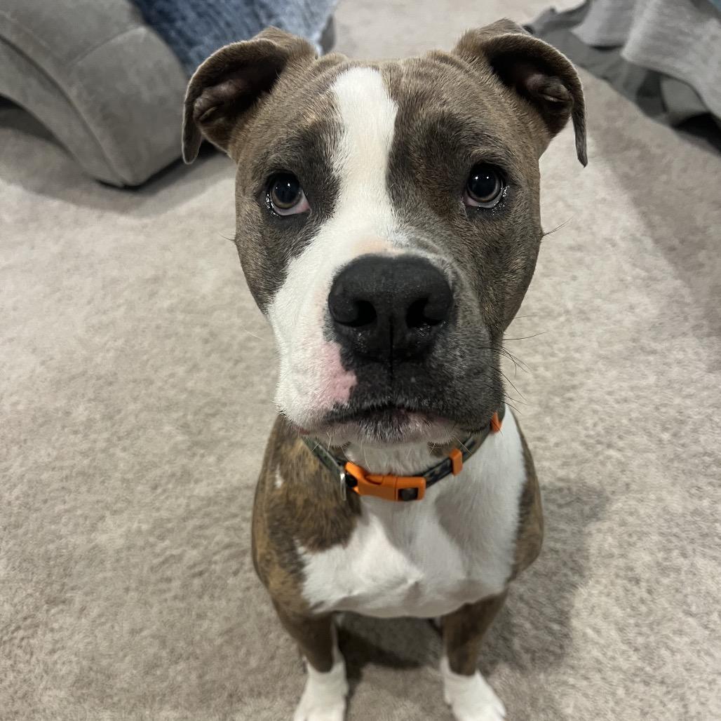 Enlarge Rocky, a Adoptable mixed breed in Dallas, TX image 3/4