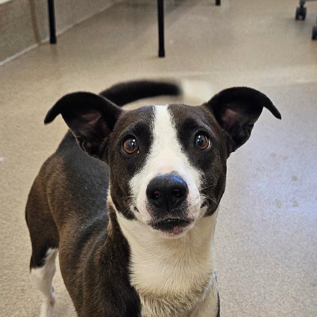 Liam, a Adoptable Terrier in Concord, NC image 1/2