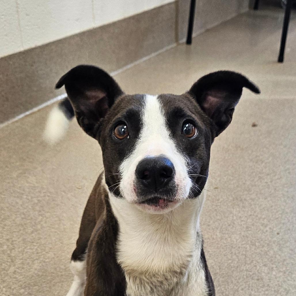 Liam, a Adoptable Terrier in Concord, NC image 2/2