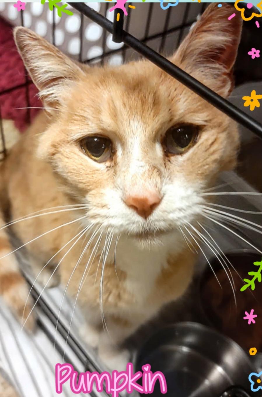 Pumpkin