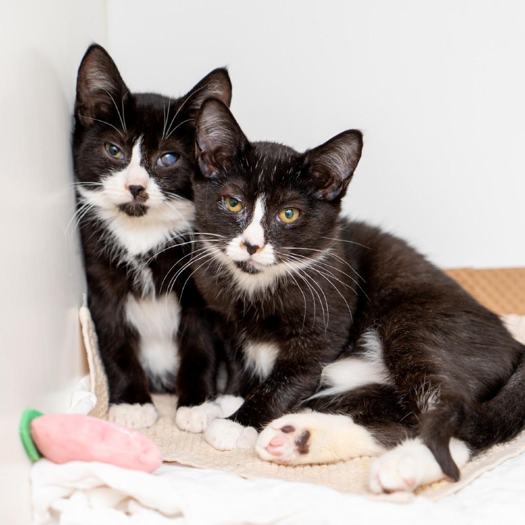 Geranium, Adoptable, Kitten Male Domestic Short Hair.