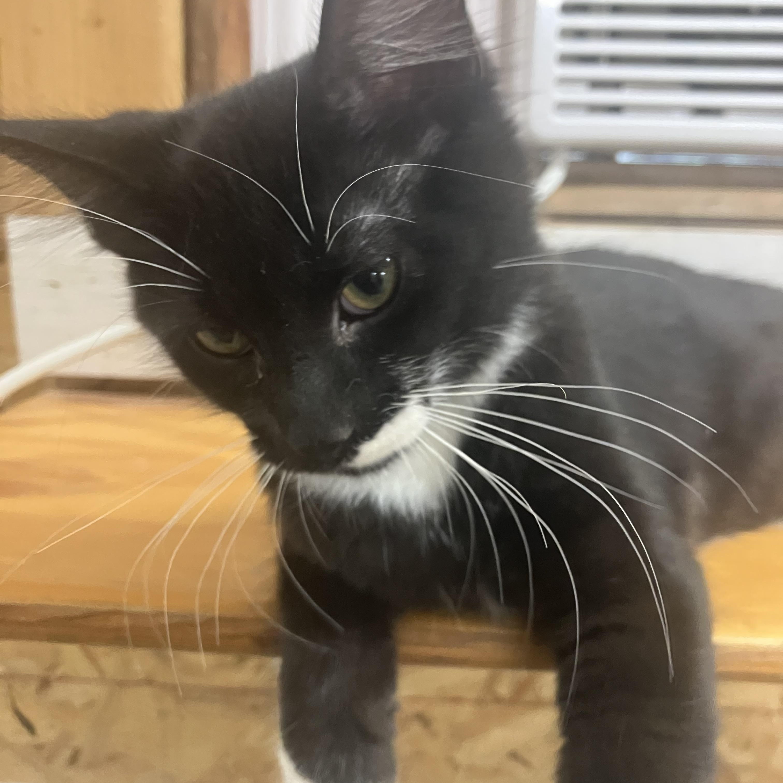 Enlarge Donald. Aka Shoulder kitty, a Adoptable Domestic Medium Hair in Portland, OR image 3/6