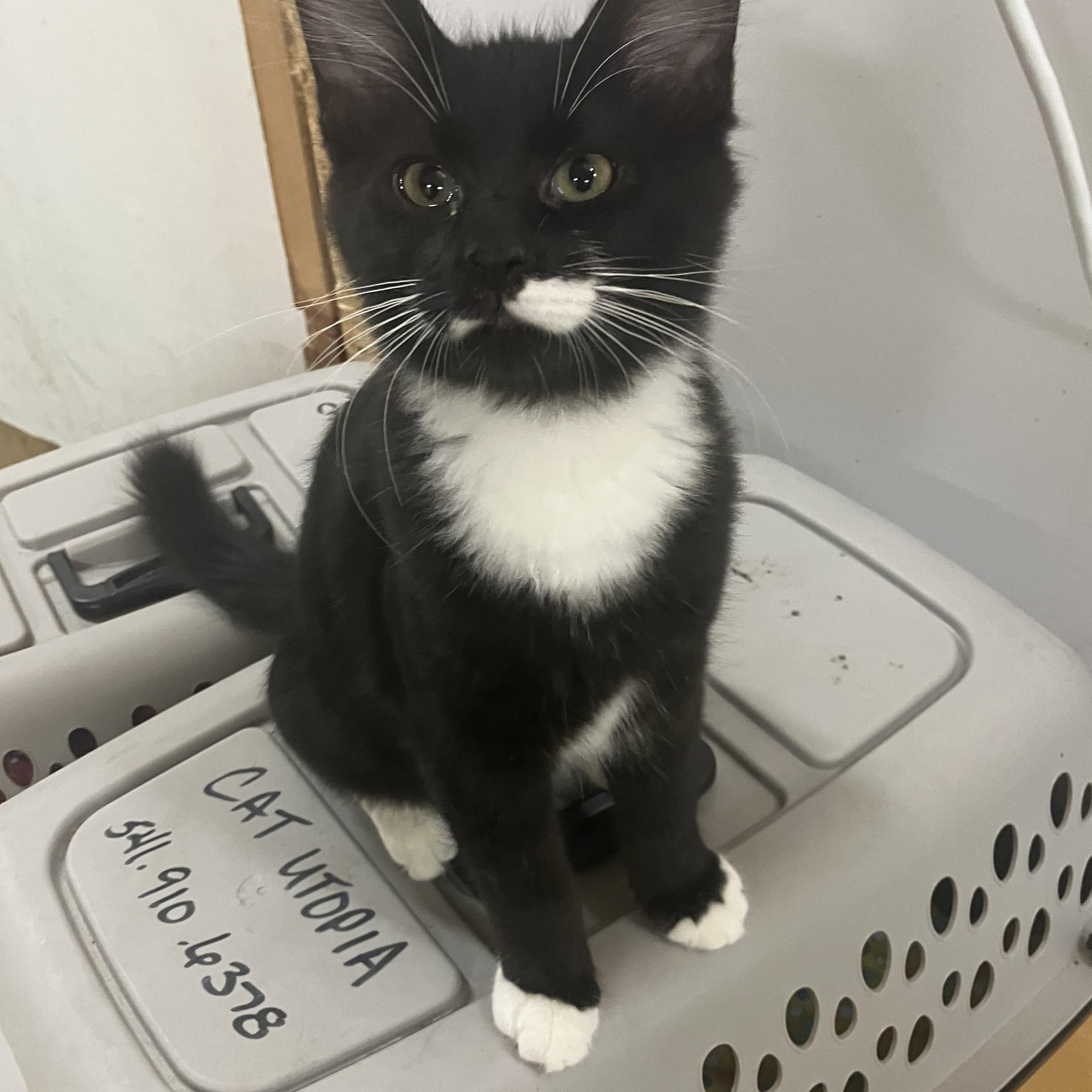 Enlarge Donald. Aka Shoulder kitty, a Adoptable Domestic Medium Hair in Portland, OR image 4/6