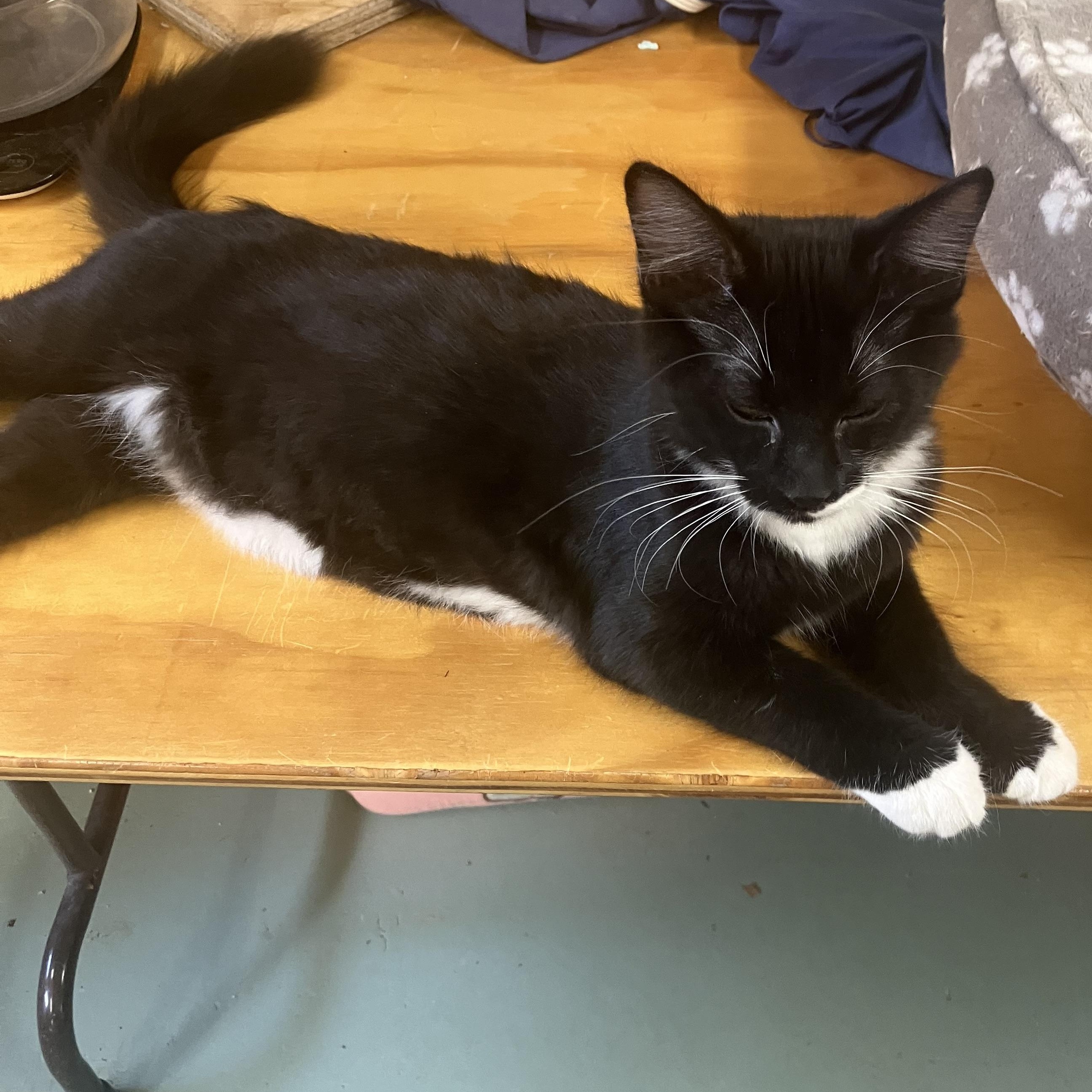 Enlarge Donald. Aka Shoulder kitty, a Adoptable Domestic Medium Hair in Portland, OR image 6/6