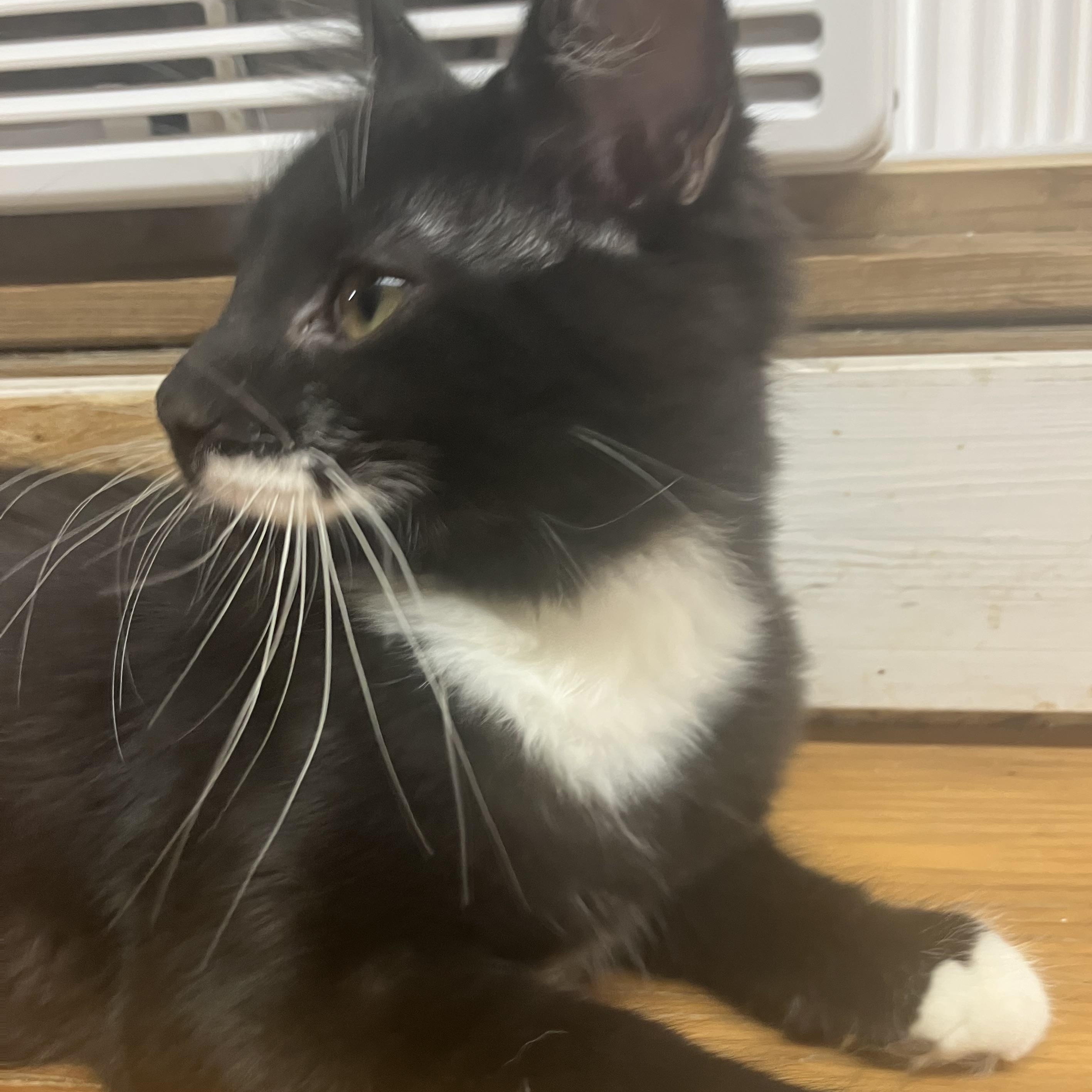 Enlarge Donald. Aka Shoulder kitty, a Adoptable Domestic Medium Hair in Portland, OR image 2/6