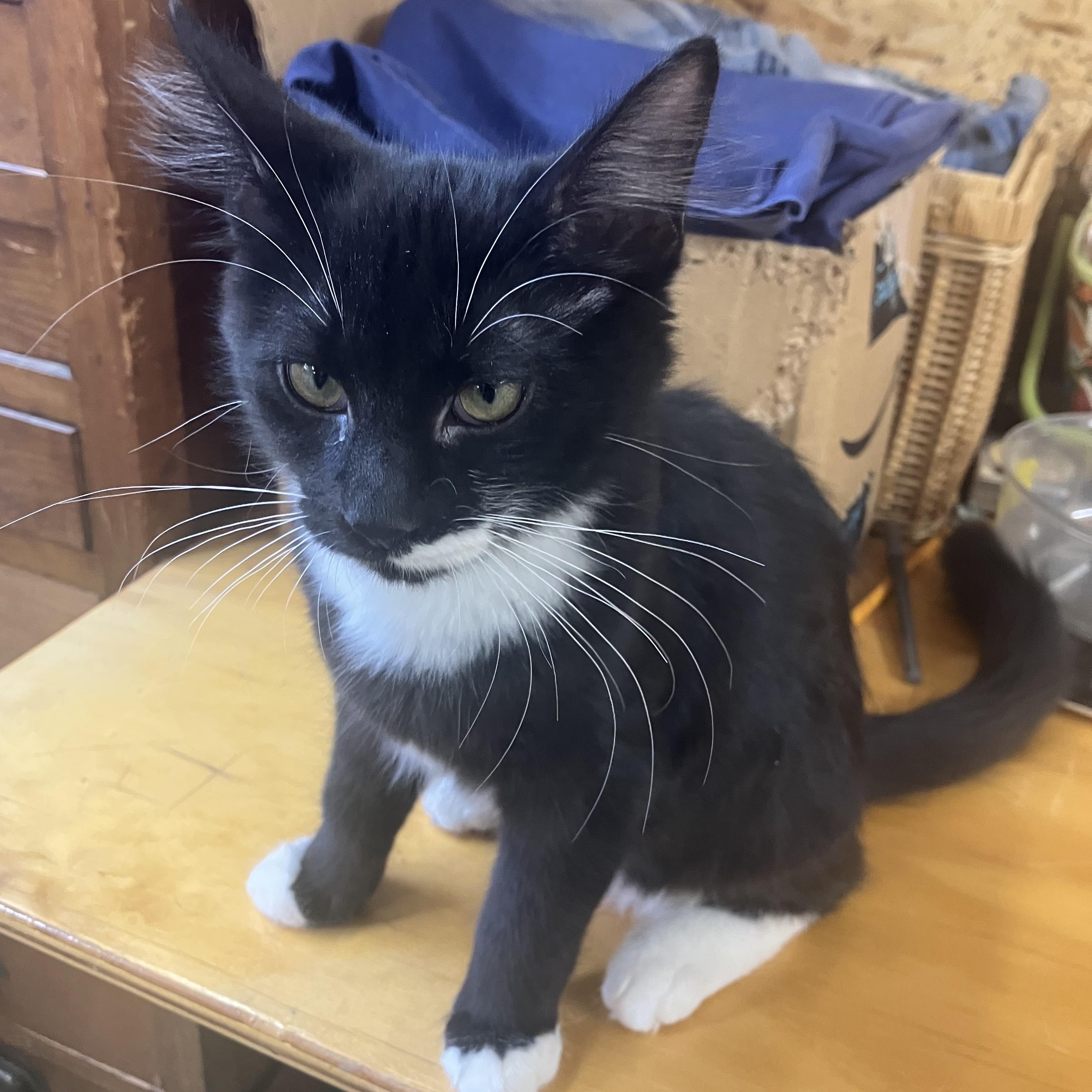 Donald. Aka Shoulder kitty, Adoptable, Kitten Male Domestic Medium Hair.