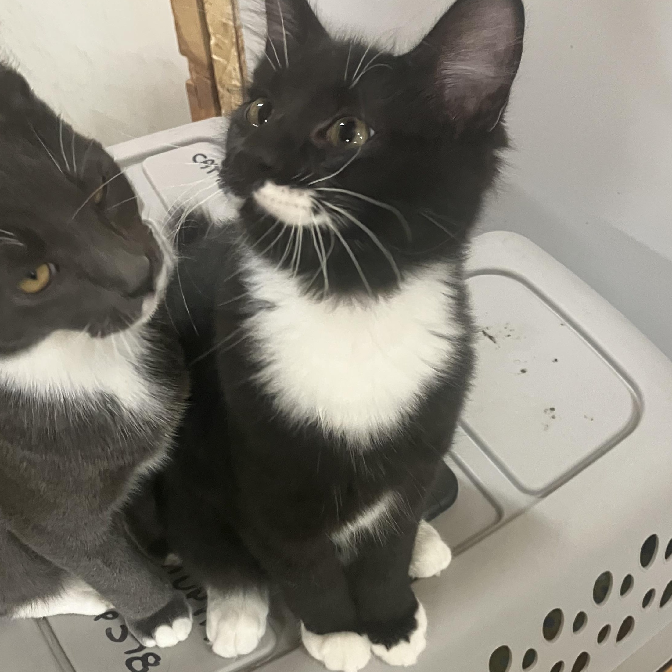 Enlarge Donald. Aka Shoulder kitty, a Adoptable Domestic Medium Hair in Portland, OR image 5/6