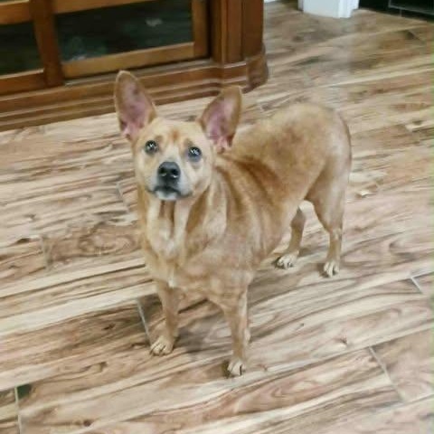 Enlarge Chica - terrier mix, a ADOPTABLE mixed breed in Hopkinton, MA image 3/5