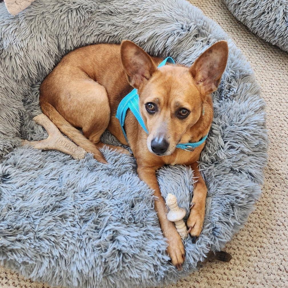 Enlarge Chica - terrier mix, a ADOPTABLE mixed breed in Hopkinton, MA image 1/6