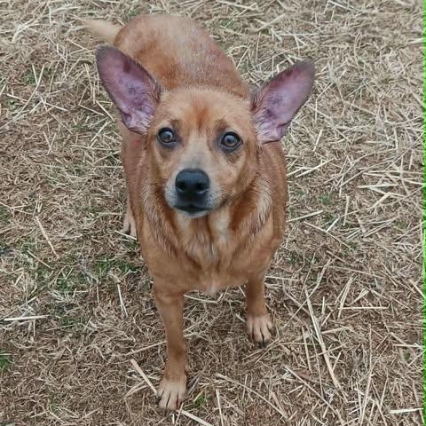 Enlarge Chica - terrier mix, a ADOPTABLE mixed breed in Hopkinton, MA image 1/5