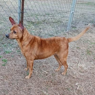 Enlarge Chica - terrier mix, a ADOPTABLE mixed breed in Hopkinton, MA image 4/5