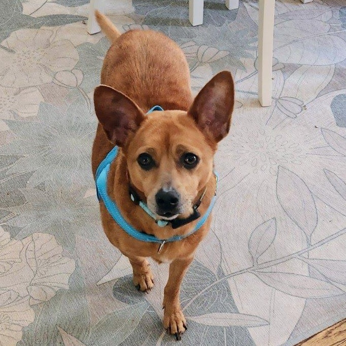 Enlarge Chica - terrier mix, a ADOPTABLE mixed breed in Hopkinton, MA image 2/6