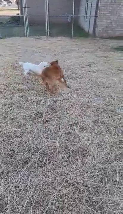 Enlarge Chica - terrier mix, a ADOPTABLE mixed breed in Hopkinton, MA video 5/5