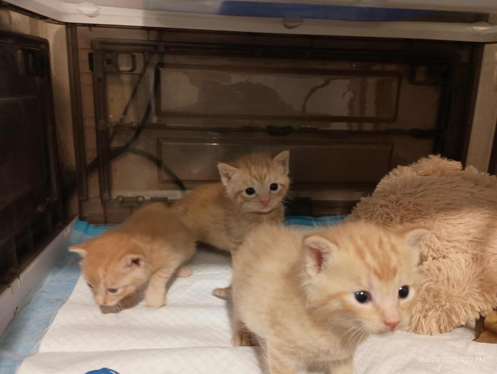 Nala (Bumble), Adopted, Kitten Female Domestic Short Hair.