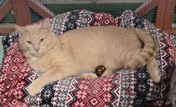 Henry, ADOPTABLE, Adult Male Domestic Short Hair.