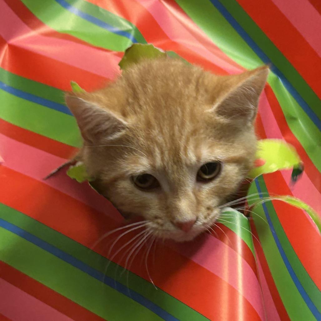 Enlarge Crimson, a Adoptable Domestic Short Hair in Bryan, TX image 1/5