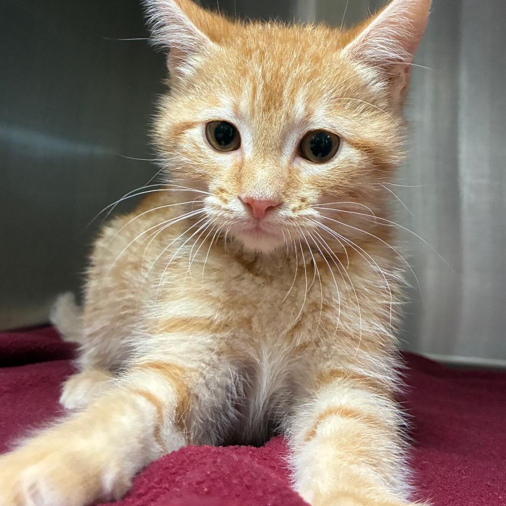 Enlarge Crimson, a Adoptable Domestic Short Hair in Bryan, TX image 2/5