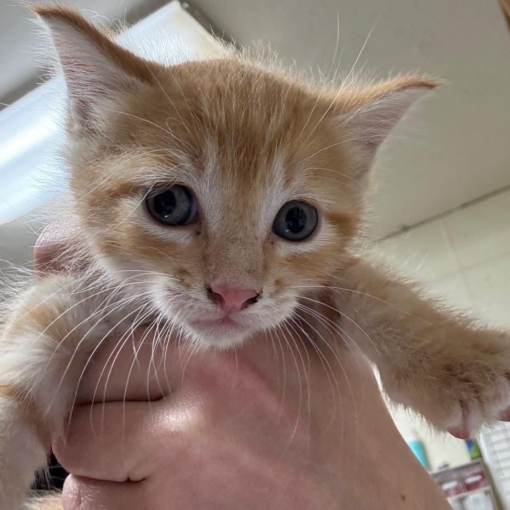 Enlarge Crimson, a Adoptable Domestic Short Hair in Bryan, TX image 3/5