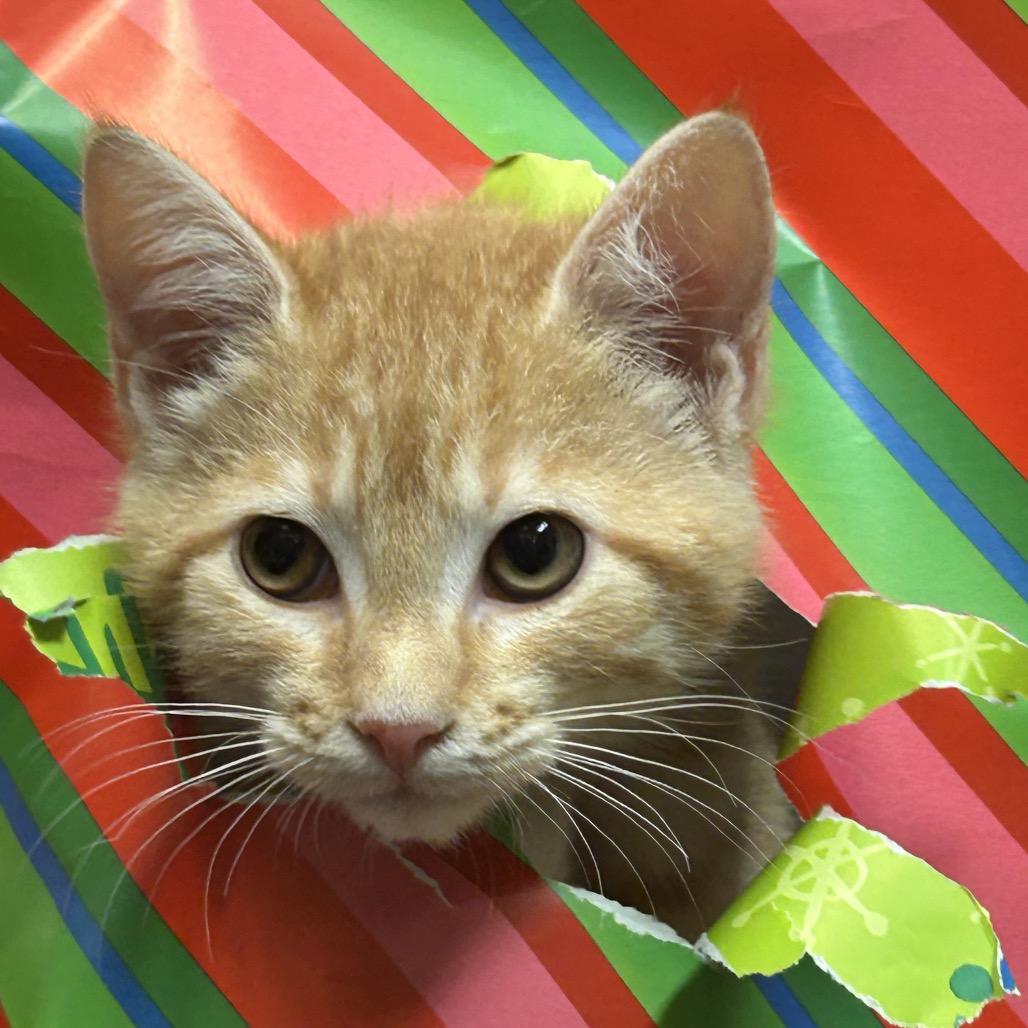 Enlarge Crimson, a Adoptable Domestic Short Hair in Bryan, TX image 4/5