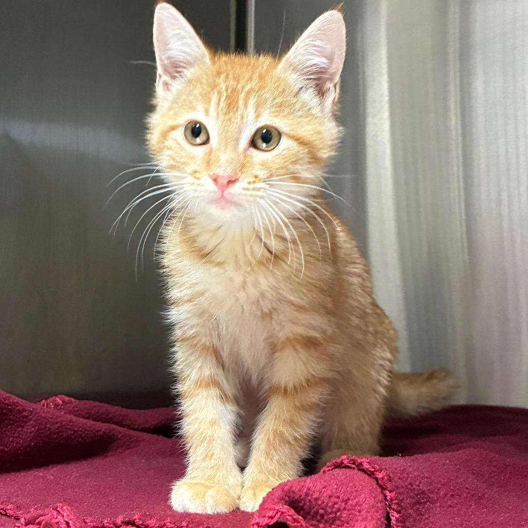 Enlarge Crimson, a Adoptable Domestic Short Hair in Bryan, TX image 5/5