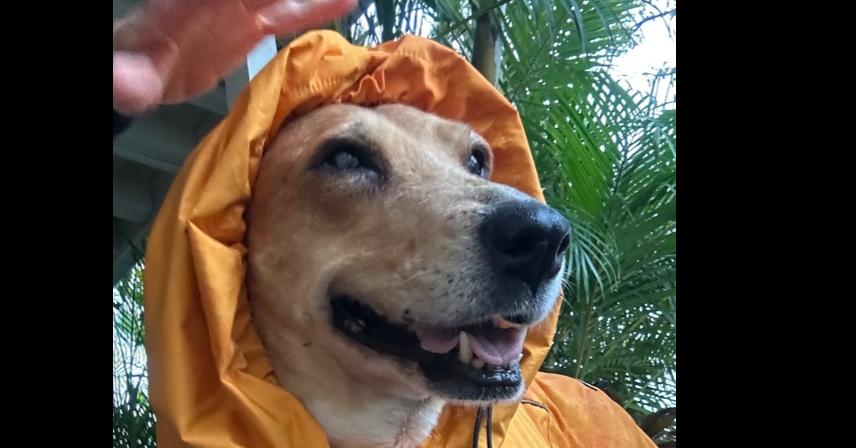 Rosie, Adoptable, Adult Female Labrador Retriever.