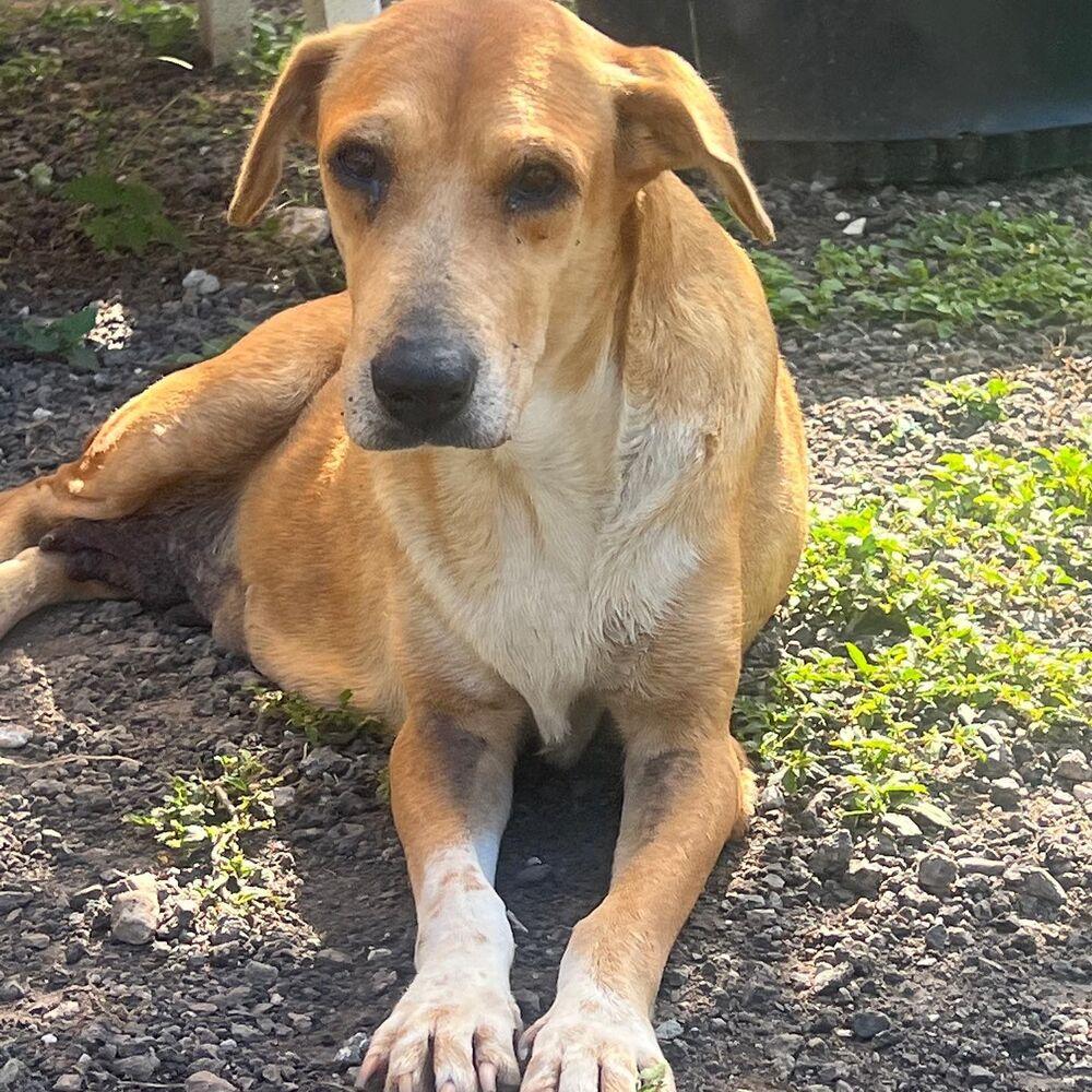 Enlarge Rosie, a Adoptable mixed breed in St. Petersburg, FL image 1/4