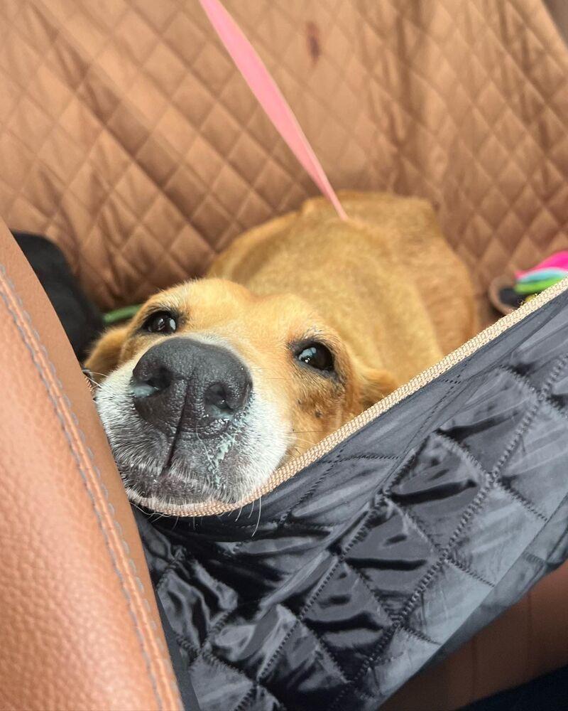 Enlarge Rosie, a Adoptable mixed breed in St. Petersburg, FL image 2/4