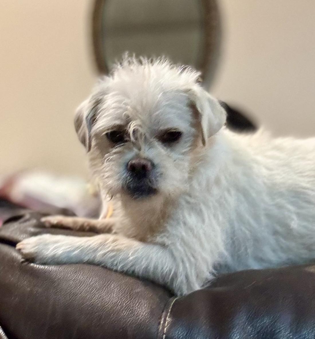 Lila , an adopted mixed breed in Pelham, NH image 3/5