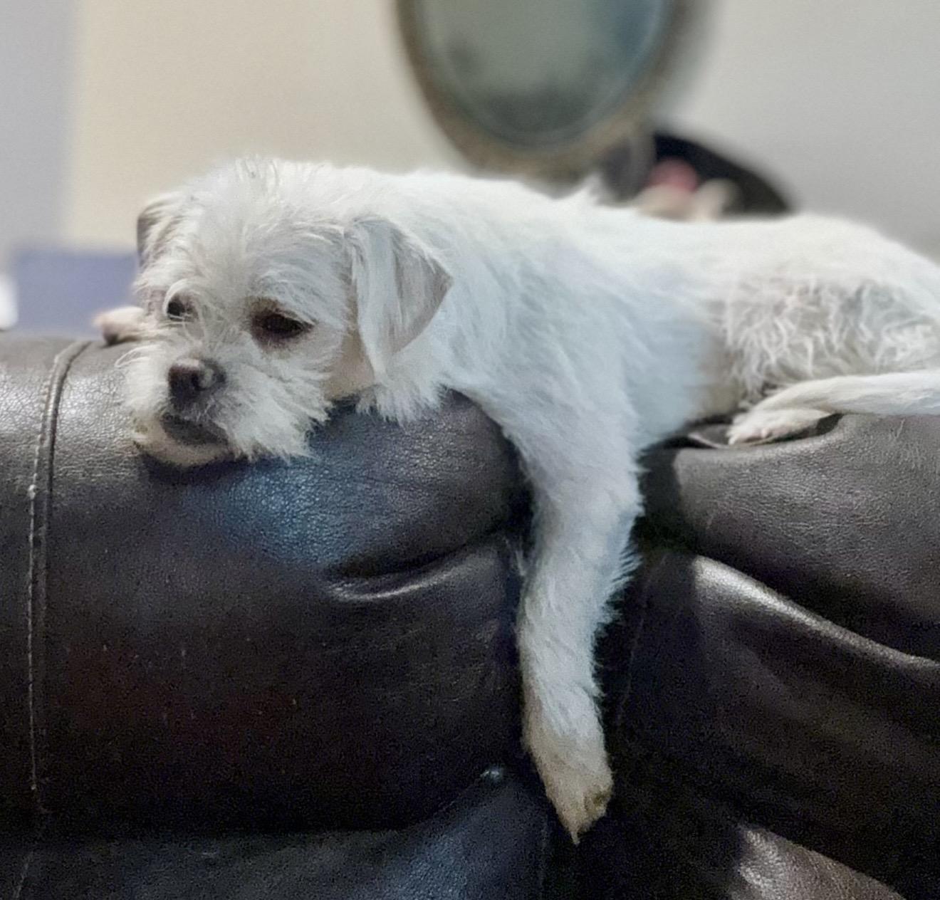 Lila , an adopted mixed breed in Pelham, NH image 4/5