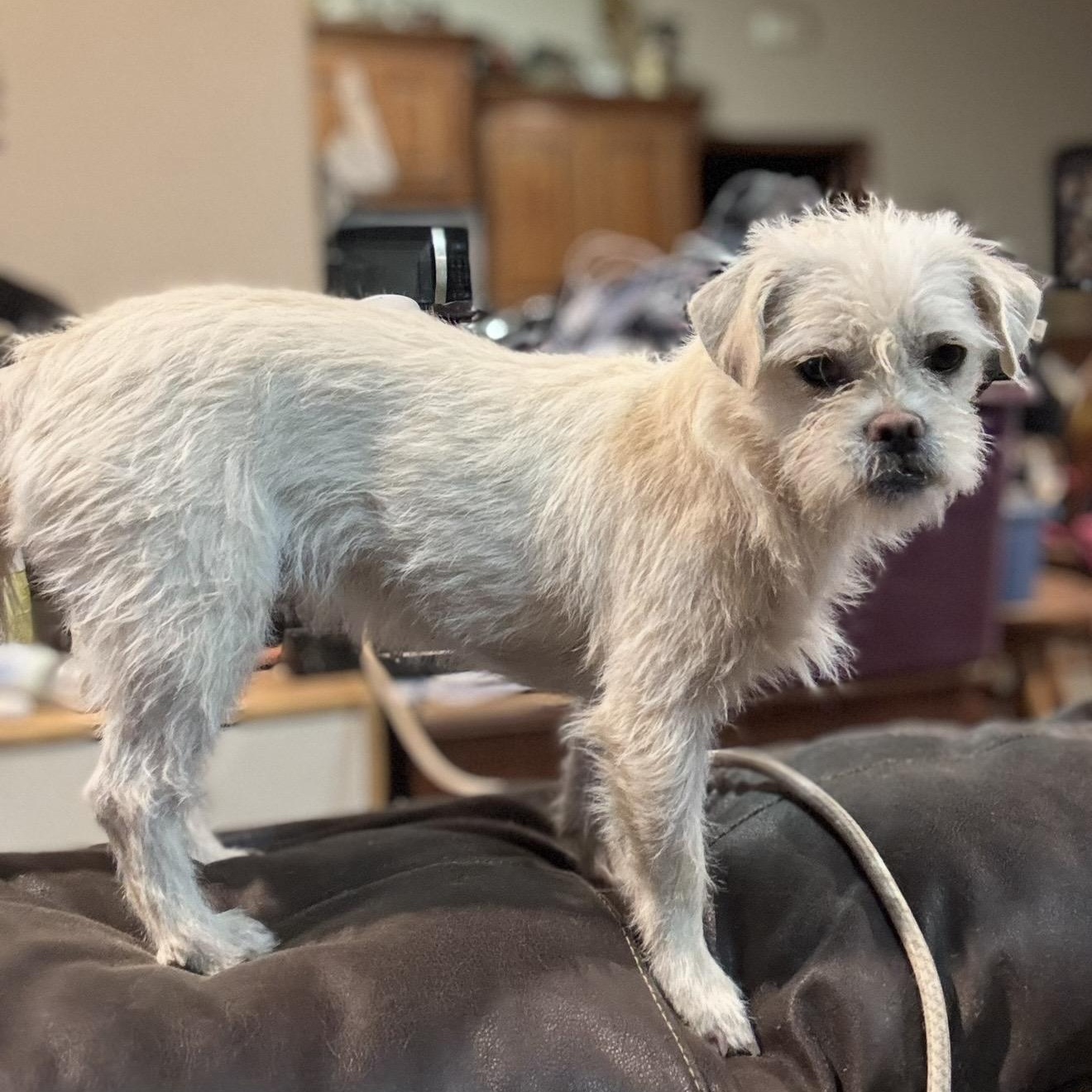 Lila , an adopted mixed breed in Pelham, NH image 2/5