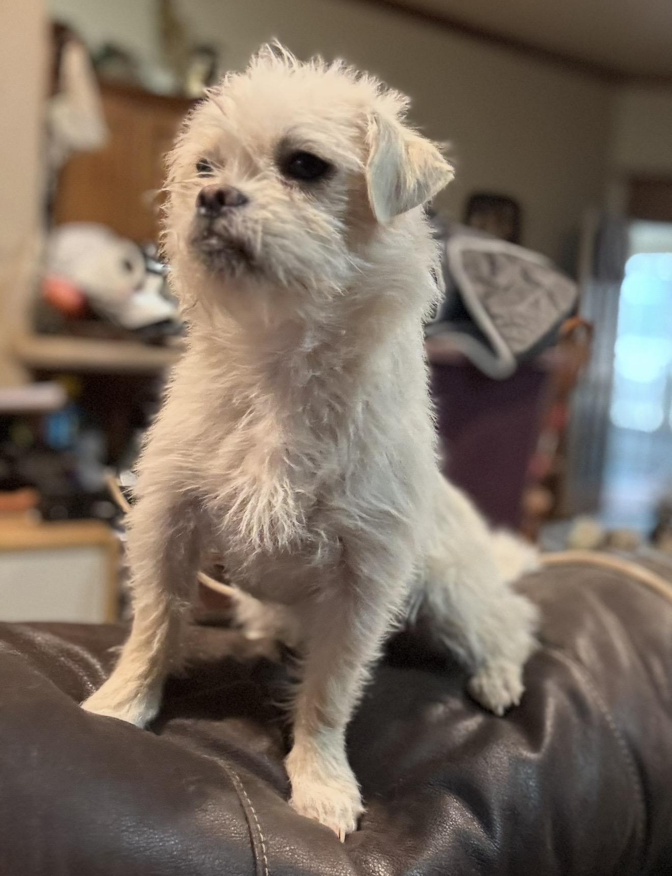 Lila , an adopted mixed breed in Pelham, NH image 5/5