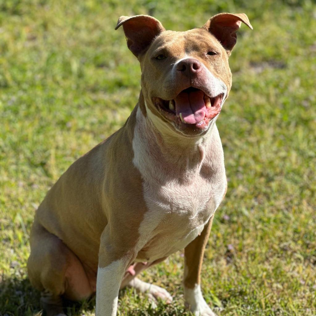 Enlarge Scarlett, a Adoptable mixed breed in Lompoc, CA image 1/3