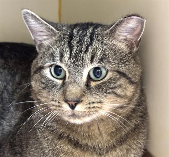 CHARLES, Adoptable, Young Male Domestic Short Hair.