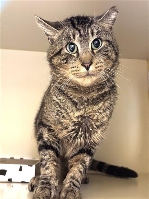 Enlarge CHARLES, a Adoptable Domestic Short Hair in Dedham, MA image 1/1
