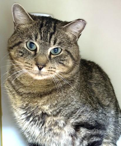 CHARLES, Adoptable, Young Male Domestic Short Hair.